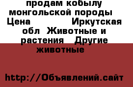 продам кобылу монгольской породы › Цена ­ 40 000 - Иркутская обл. Животные и растения » Другие животные   